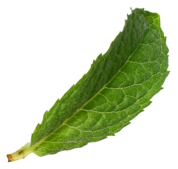 Green mint leaf with visible veins, isolated background
