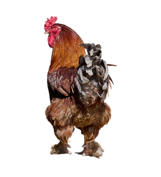 Large brown rooster with a red comb and wattles, seen from a rear-side angle. Feathery legs. Isolated background