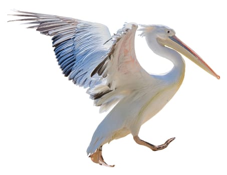 White adult pelican flapping wings on isolated background