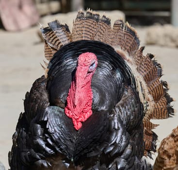 Close-up of a bronze turkey's head and upper body with its tail feathers fanned out. Front view