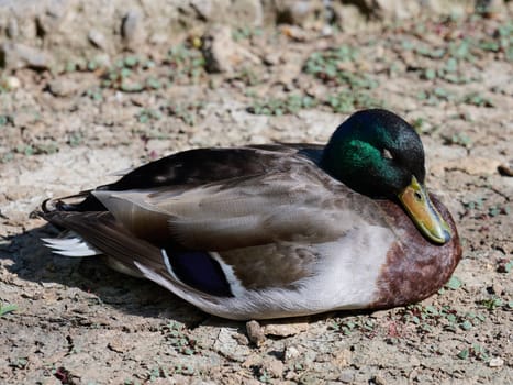 A male mallard duck with a distinctive iridescent green head, brown chest, and gray flanks is curled up and appears to be sleeping on dry, cracked earth