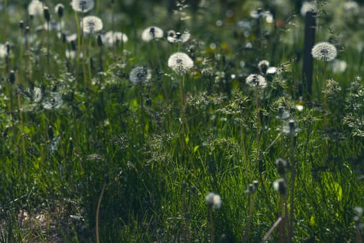 Lawn with faded dandelions among green grass, evening