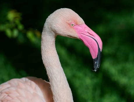 Head of pink flamingo, sunny day