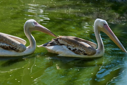Two large white pelicans swim in green water. Their white bodies and pink beaks are visible. Calm, natural environment.