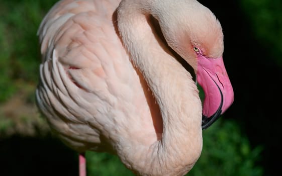Pink flamingo arched its neck, sunny day