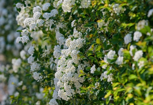 Blooming Spiraea vanhouttei shrub, with numerous small white flowers densely covering the branches against a backdrop of green leaves