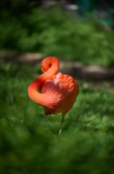 A vibrant pink flamingo stands on one leg, its neck gracefully curved as it rests in a lush green environment