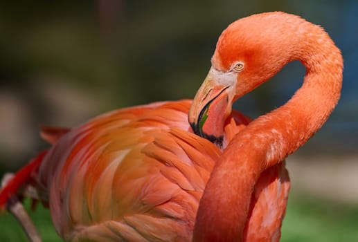 A vibrant pink flamingo stands on one leg, its neck gracefully curved as it rests in a lush green environment