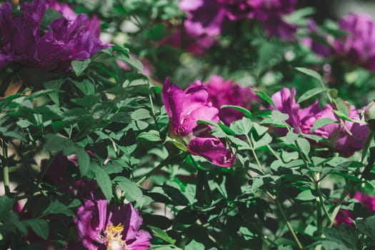 Lush purple peony flowers with vibrant yellow stamens, in full bloom amidst dense green foliage in a garden setting