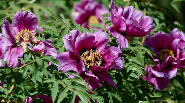 Lush purple peony flowers with vibrant yellow stamens, in full bloom amidst dense green foliage in a garden setting