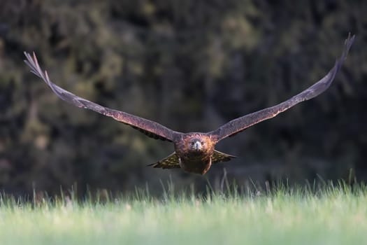Golden eagle is flying low over the meadow. Horizontally. 