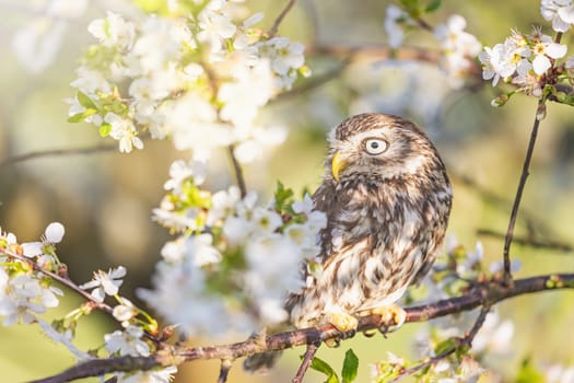 Portrait of little owl looking at the side sitting on a branch of a blossoming fruit tree. Horizontally.