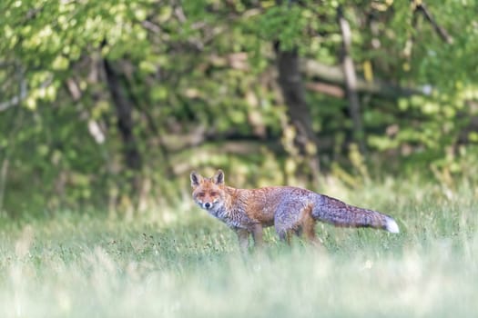 Red fox is posing in the morning meadow with green background. Horizontally. 