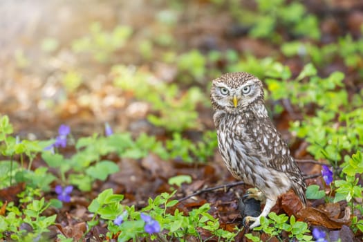 Little owl is posing in the forest next to purple-colored violet flowers. Horizontally. 