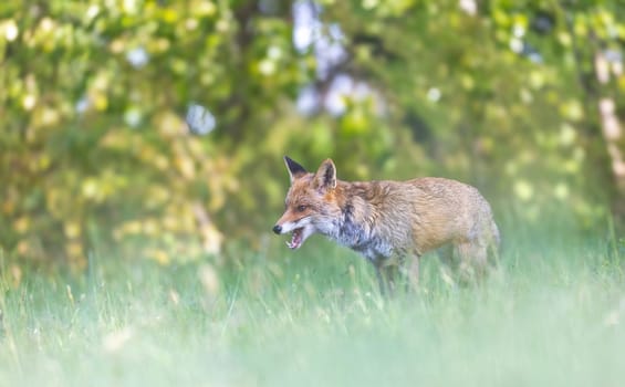 Young red fox portrait with green foreground and background. Horizontally. 