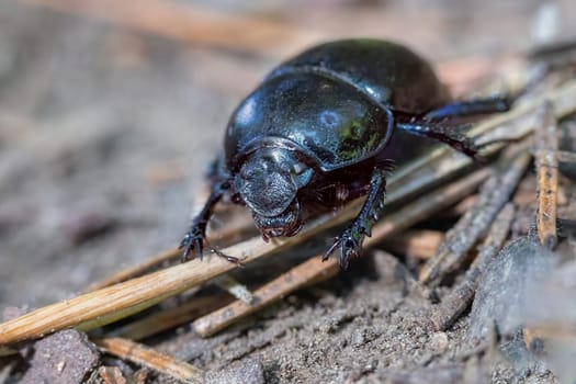 Woodland Dor Beetle. Closeup front view. (Anoplotrupes stercorosus). Horizontally. 