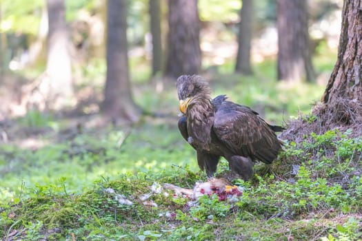 Sea eagle, osprey is standing over its prey in the forest. Horizontally. 