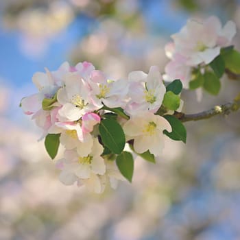 A beautifully blossoming fruit tree - an apple tree. White flowers in nature and spring time. Background for May.