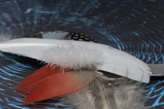 Bird feathers on a pile move arround