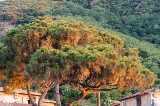 Maritime pine, Pinus Pinaster tree at Calabria seaside, Southern Italy