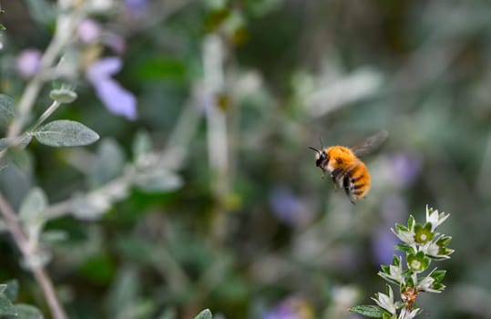 A field bumblebee with orange and black stripes hovers gracefully above delicate purple flowers during the spring season, highlighting the important role of insects in pollination.