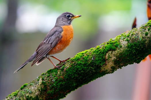 Turdus migratorius American Robin Sitting on a Tree Branch