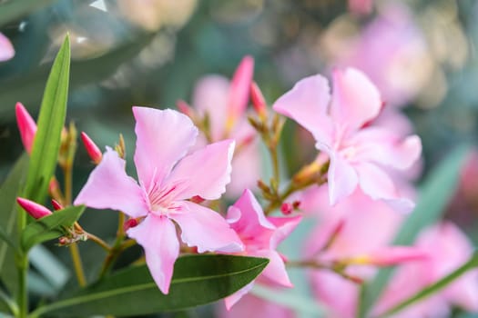 Blooming pink oleander flowers or nerium in garden. Selective focus. Copy space. Blossom spring, exotic summer, sunny woman day concept