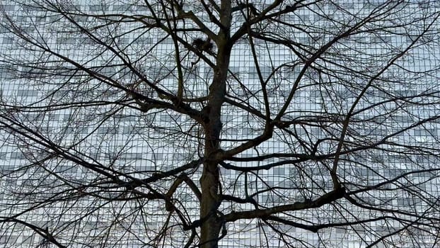 The stark silhouette of a bare and leafless tree stands dramatically against a modern building and a bright blue sky