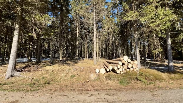 In a peaceful forest landscape, neatly stacked logs can be found amidst the towering trees under a clear blue sky