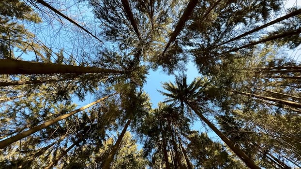 A stunning view of tall trees reaching for the blue sky, showcasing natures tranquility and splendor