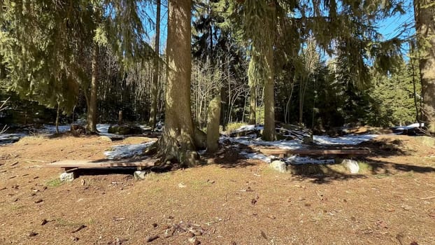 A serene and tranquil forest scene showcasing towering trees, patches of snow, and the earthy forest ground