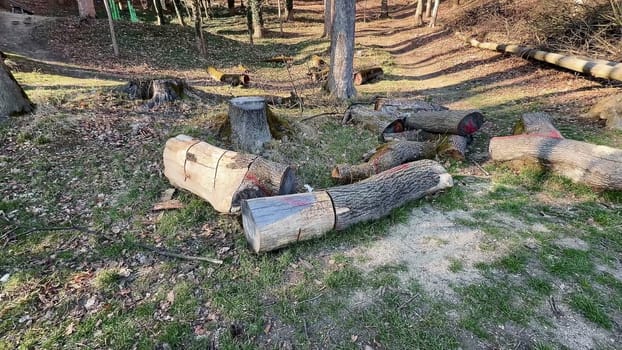 A serene view of cut logs scattered in a grassy area of a beautiful forest, showcasing natural beauty