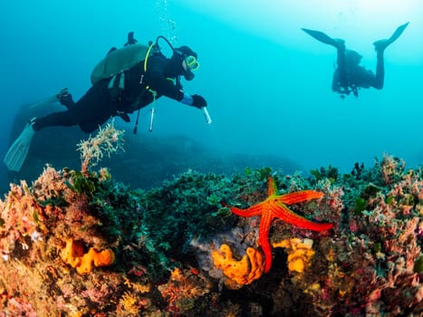 two scuba divers diving into the blue ocean near to the bottom covered with corals and a starfish, concept of underwater adventure and marine wildlife