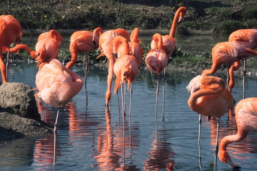 Flamingos standing in the water, looking for food. Bright orange color of the plumage and graceful legs give the image elegance and charisma