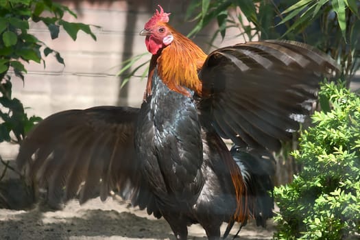 A colorful rooster with bright orange neck plumage and black body and outstretched wings, perfect for nature and wildlife photography.