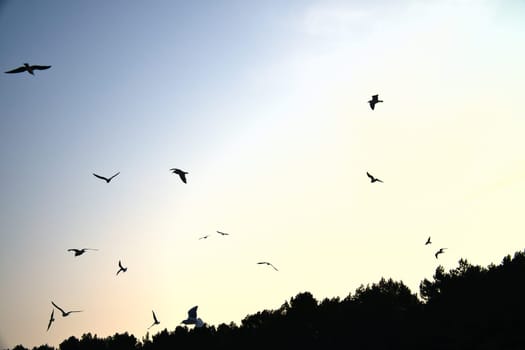 Seagulls glide gracefully through the clear sky, above a forest on the coast. Animal photo from Usedom