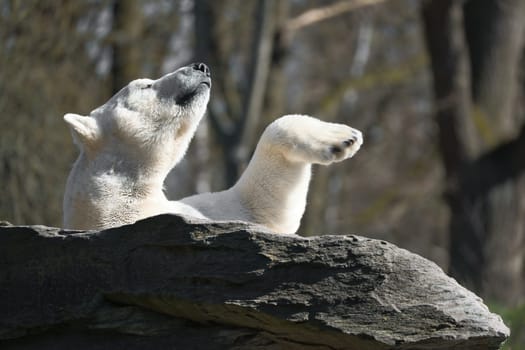 A relaxed polar bear lies on a rock, raising a paw in the air, surrounded by a natural background with blurred trees. Perfect for animal and nature themes.