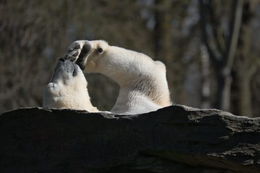 A relaxed polar bear lies on a rock, raising a paw in the air, surrounded by a natural background with blurred trees. Perfect for animal and nature themes.