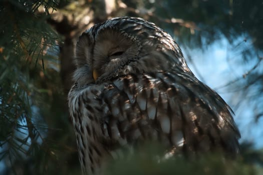 A majestic sleeping eagle owl on a branch, framed by lively greenery. Perfect nature shot for animal lovers and nature scenes.