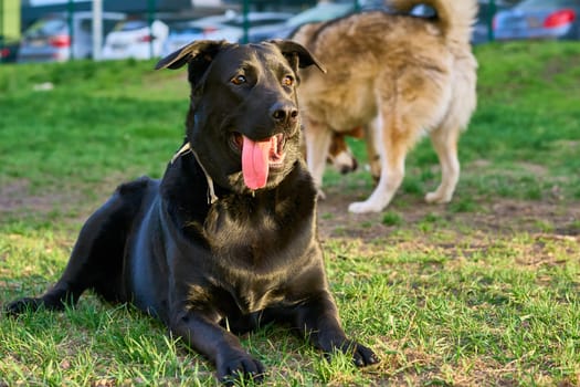 of an animal or plant. produced by mating or hybridizing two different species, breeds, or varieties
