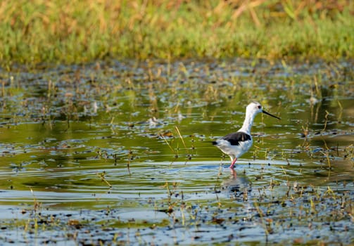 Single black winged stilt wading in shallow water alongside the banks of the River Nile in Aswan Egypt