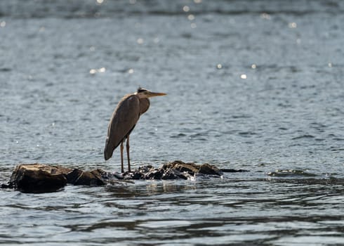 Single grey heron bird standing in on the rocky shore on edge of Nile river