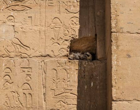 Small bird in its nest in a small hole in the carved wall of Philae Temple near Aswan
