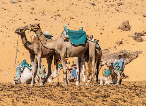 Camels ready for ride up the steep sandy hillls near Nubian village in Aswan, Egypt