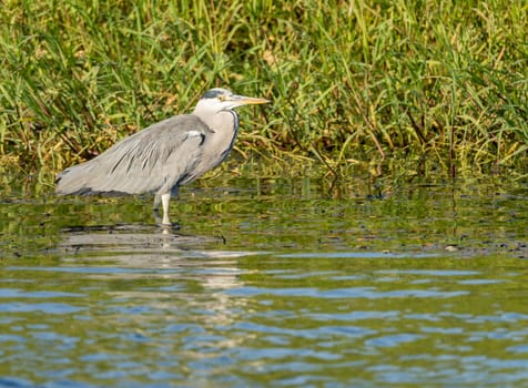Single grey heron bird standing in shallow water on edge of Nile river near Aswan, Egypt