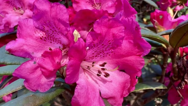 A stunning closeup image of bright pink rhododendron flowers accompanied by lush green leaves all around
