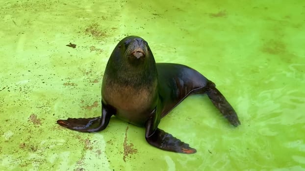 A playful and charming sea lion sits confidently, showcasing its unique features, character, and charismatic nature