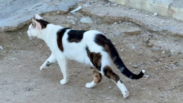 Two playful cats roam freely through an outdoor area, showcasing their natural and intriguing curiosity