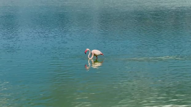 A stunning flamingo walks gracefully through tranquil turquoise waters, showcasing natures exquisite beauty