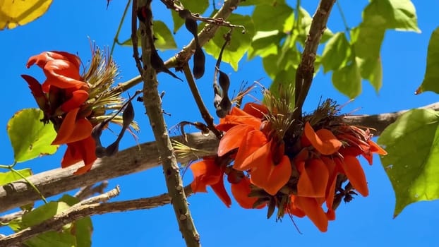 Gorgeous orange flowers are blooming beautifully all over tree branches beneath a stunning clear blue sky